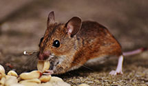 24 Hour & Emergency Exterminators in Fort Totten, ND